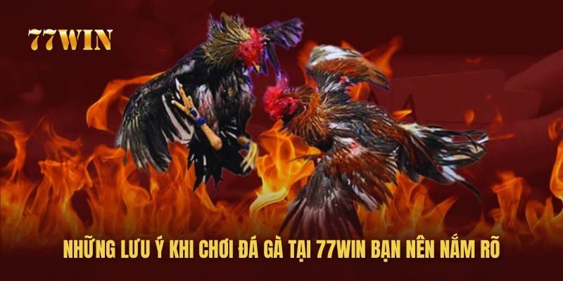 Những lưu ý khi chơi đá gà tại 77win bạn nên nắm rõ