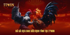 Đá Gà Cựa Dao - Hình Thức Chọi Gà Kịch Tính Tại 77WIN