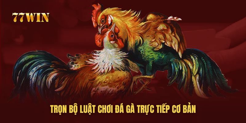 Chi tiết luật chơi đá gà cho “chiếu mới”